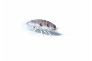 Porcellio pruinosus, orange king